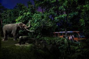Singapore Night Safari Direct Entry Admission with Tram Ride