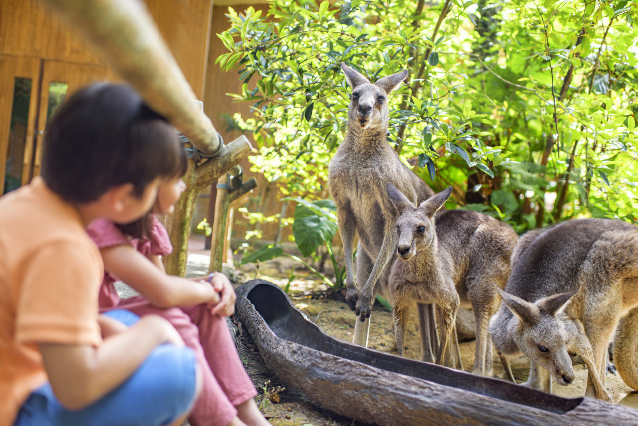 Singapore Zoo Direct Entry Admission with Tram Rides