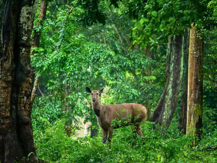 Top Kinabatangan Wildlife River Cruise Tour from Sandakan
