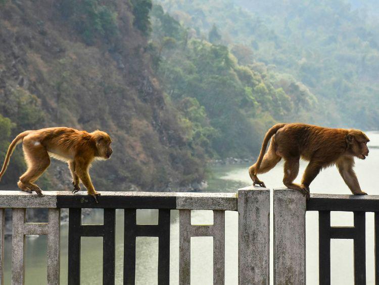 Private 2-Day Sandakan Jungle Adventure Tour with Cruise
