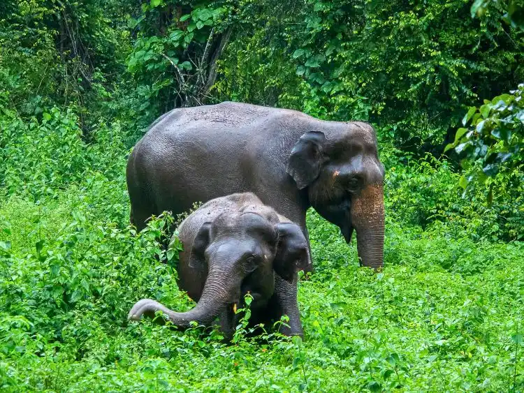 Private 2-Day Sandakan Jungle Adventure Tour with Cruise
